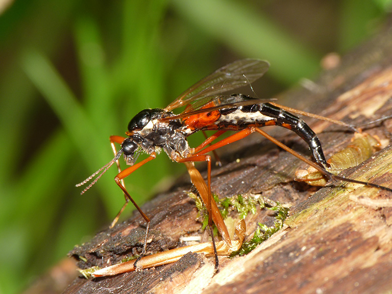 Tipulidae: Tanyptera (Tanyptera) atrata, femmina